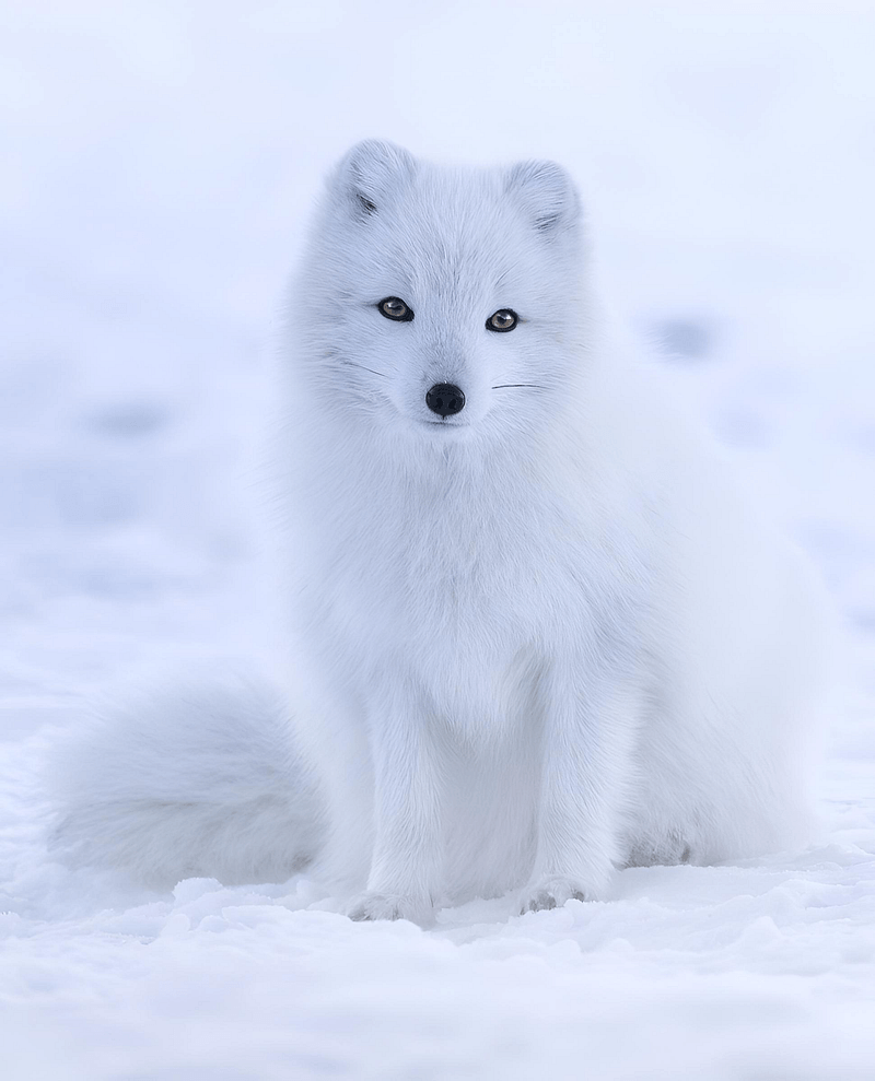 Aurora: Sweet White Arctic Fox