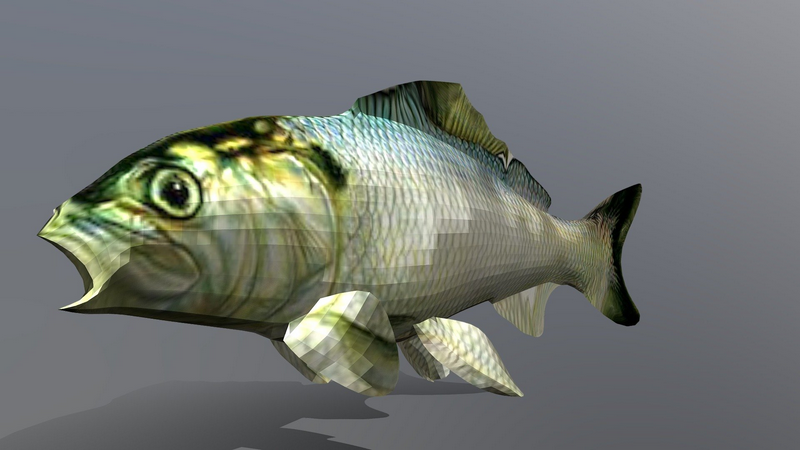 Just a fish