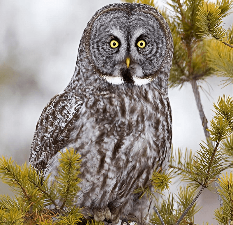 Aurem: Pet Great Grey Owl