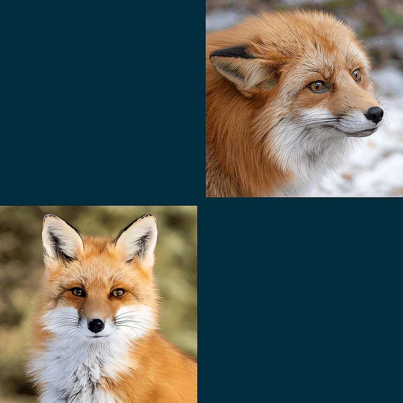 Renji & Kaida: Pet Red-foxes